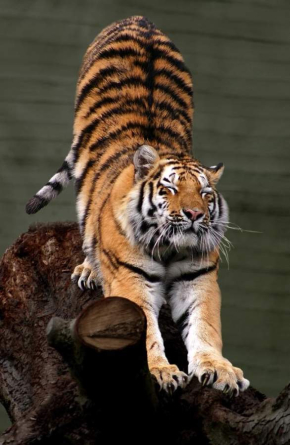 Щорічно 29 липня відзначають Міжнародний день тигра
