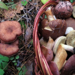 У Черкаському районі зареєстрували випадок групового отруєння грибами