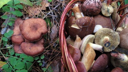 У Черкаському районі зареєстрували випадок групового отруєння грибами
