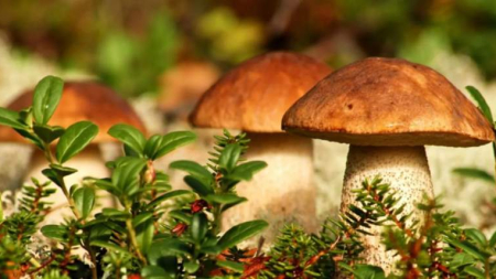 Як не отруїтися грибами: поради від фахівців Черкаського обласного ЦКПХ