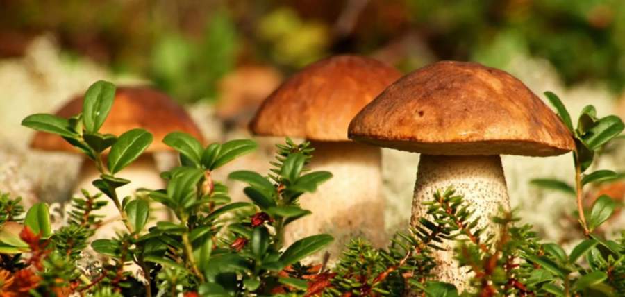 Як не отруїтися грибами: поради від фахівців Черкаського обласного ЦКПХ