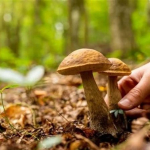 У місті зареєстровано випадок отруєння дитини дикорослими грибами