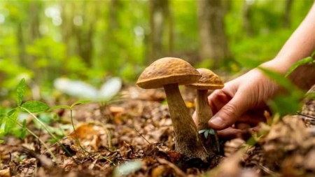 У місті зареєстровано випадок отруєння дитини дикорослими грибами