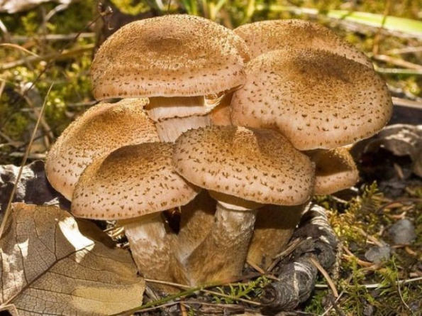 На Черкащині зафіксували нові випадки отруєння грибами