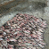 Житель Золотоніщини наловив риби на понад 2 мільйони гривень