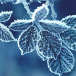 9 січня на Черкащині фіксували мороз до - 17 градусів