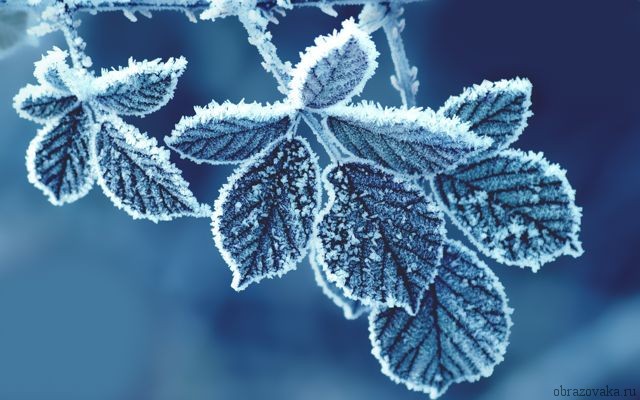 9 січня на Черкащині фіксували мороз до – 17 градусів
