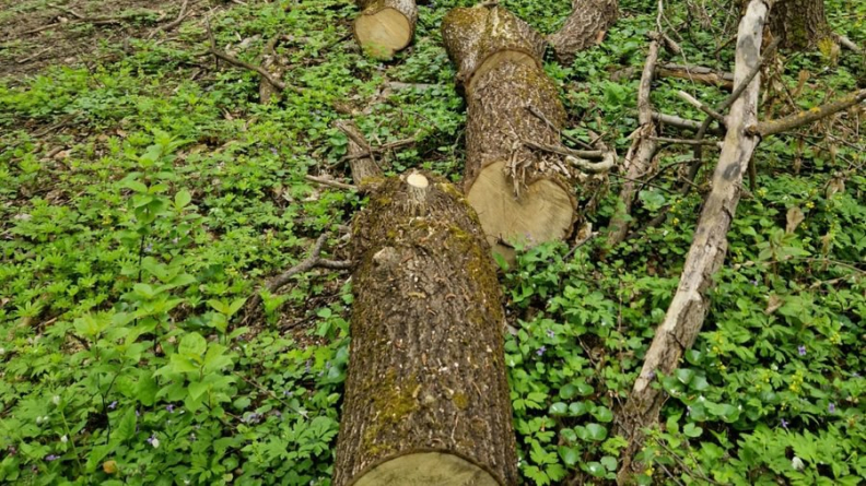 Жашківчанин незаконно спиляв дерева в лісосмузі