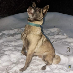 На Черкащині собака Айра врятувала життя 55-річному чоловікові