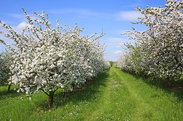 Метеоролог розповів, коли на Черкащині почнуть цвісти плодові дерева