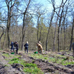 Понад 5 тисяч саджанців висадили в лісах на Черкащині