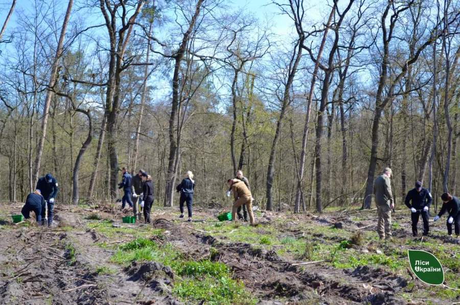 Понад 5 тисяч саджанців висадили в лісах на Черкащині