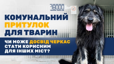 Безпритульні тварини: як у Черкасах і Кропивницькому рятують життя чотирилапих (ФОТО)
