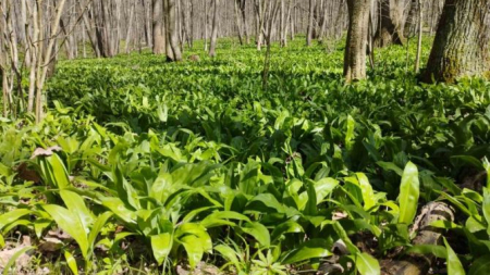 На Черкащині створили перші охоронні зони