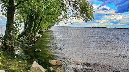 У Дніпрі біля Черкас розмножилися токсичні водорості: що загрожує людям і тваринам